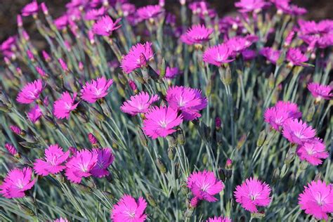 The Sacred Uses of Fure Witch Dianthus in Ancient Cultures
